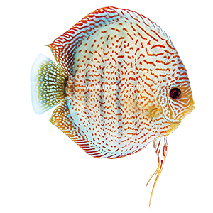 Discus Red Spotted